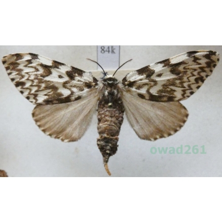 Lymantria monacha (Linnaeus, 1758) female Brudnica mniszka Czech84k